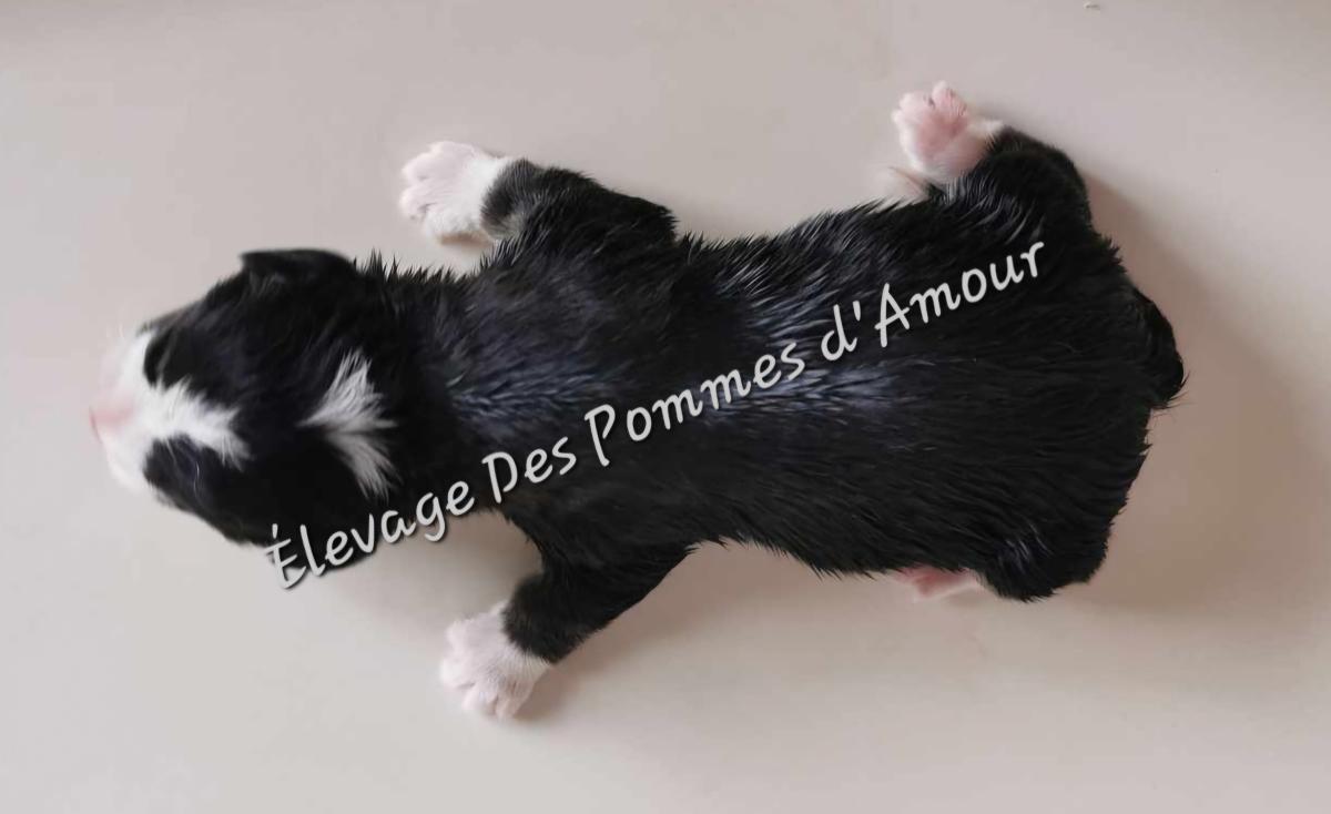 Chiot Welsh Corgi Pembroke tricolore à queue longue