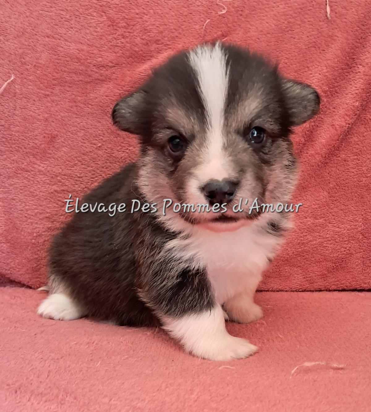 Chiot Welsh Corgi Pembroke tricolore à queue longue