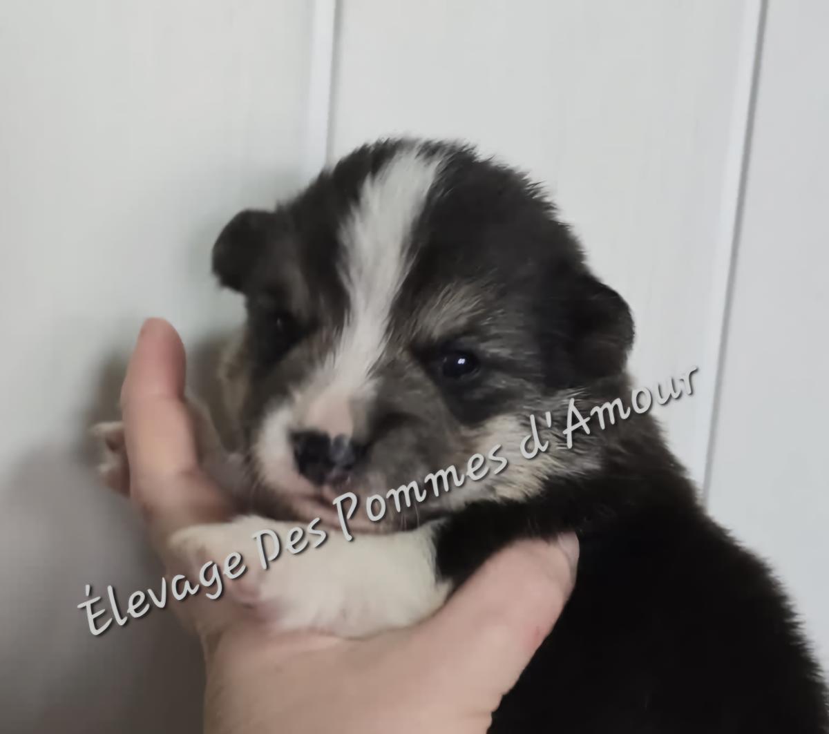 Chiot Welsh Corgi Pembroke tricolore à queue longue
