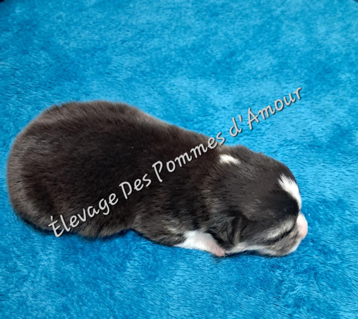 Chiot Welsh Corgi Pembroke tricolore à queue longue