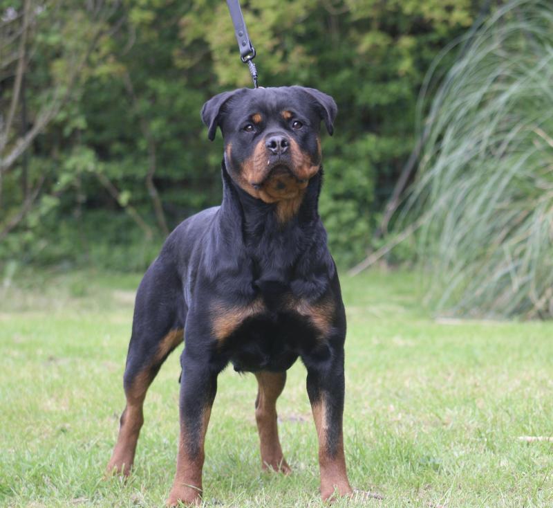 SAMBA DES TITANS NOIRS ET FEUX