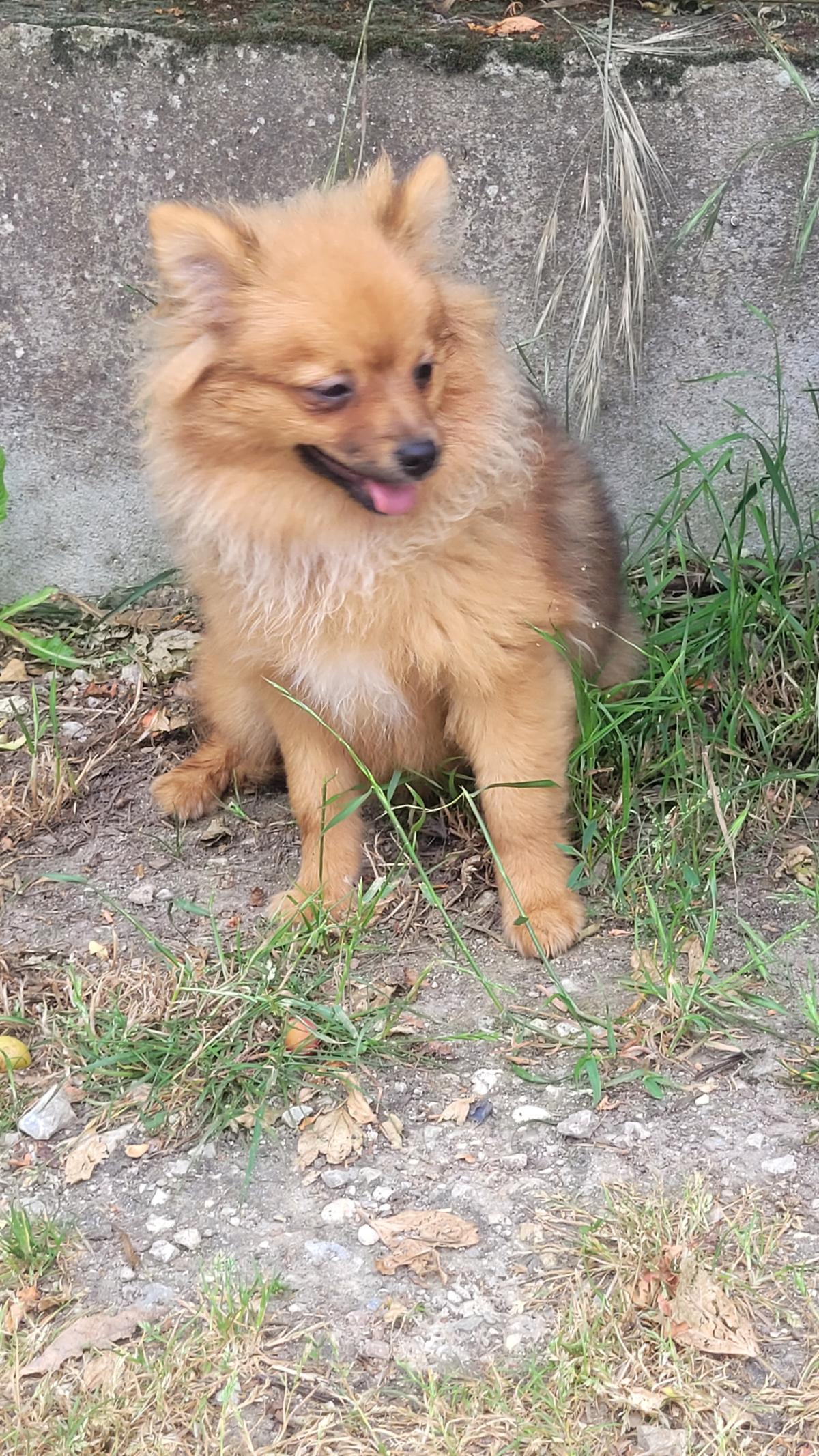 Victoria ,Spitz nain pomeranian