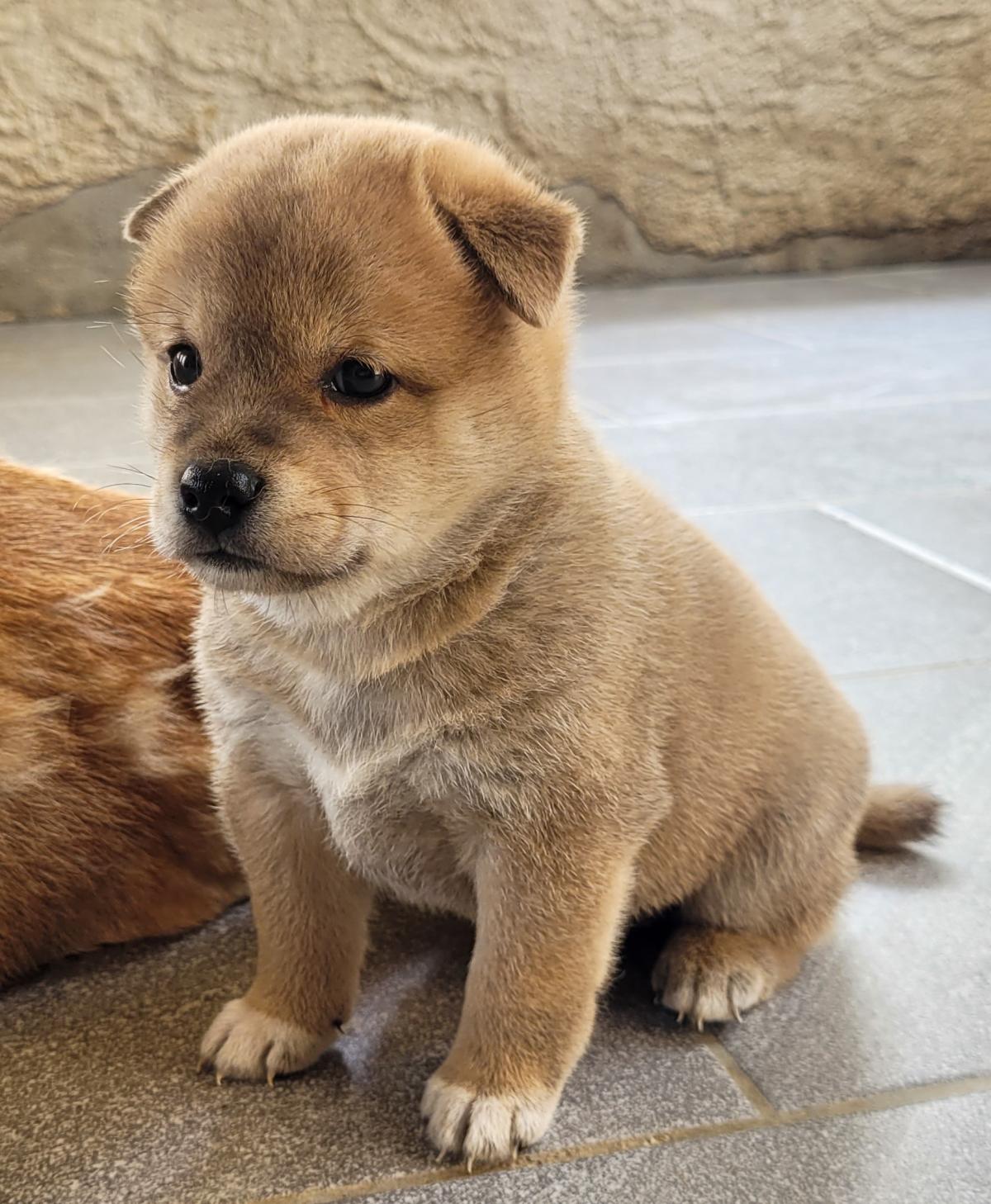 Shiba blanc
