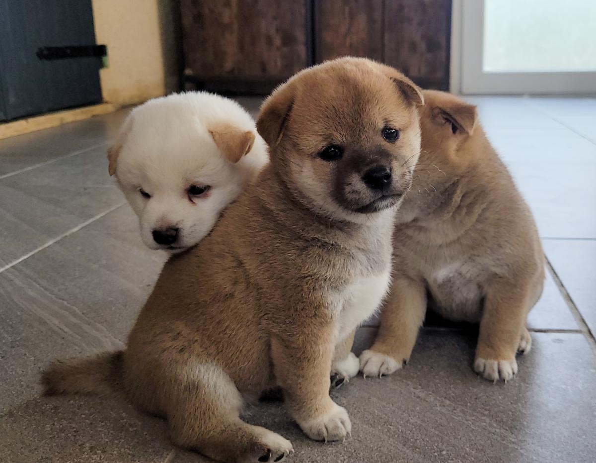 Shiba blanc