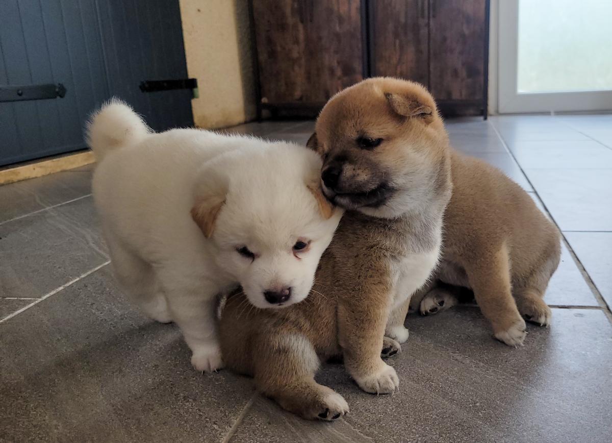 Shiba blanc