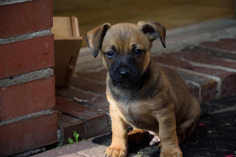 L'entraînement des chiots à la maison : astuces pour le succès L'entraînement des chiots à la maison : astuces pour le succès