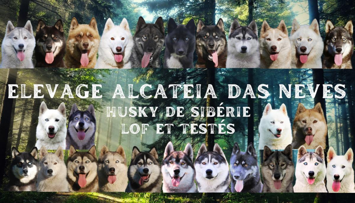 ALCATEIA DAS NEVES