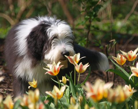 Race de chien