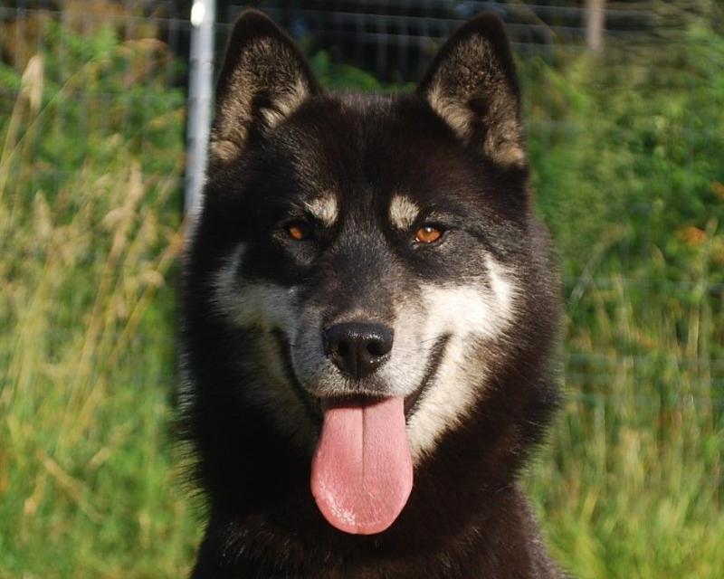 NYMERIA ALCATEIA TAUN FOREST