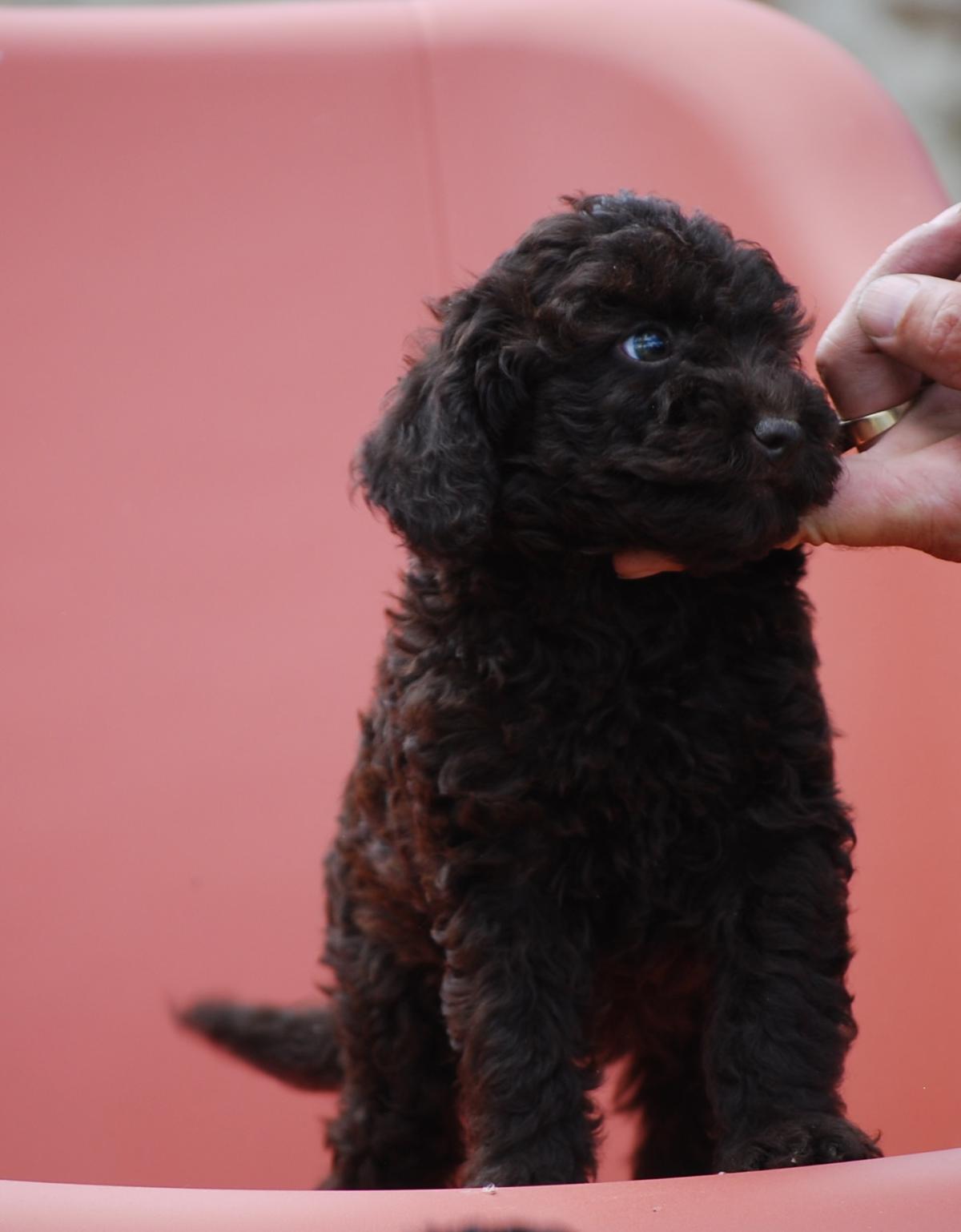 Superbe caniche nain lof noir