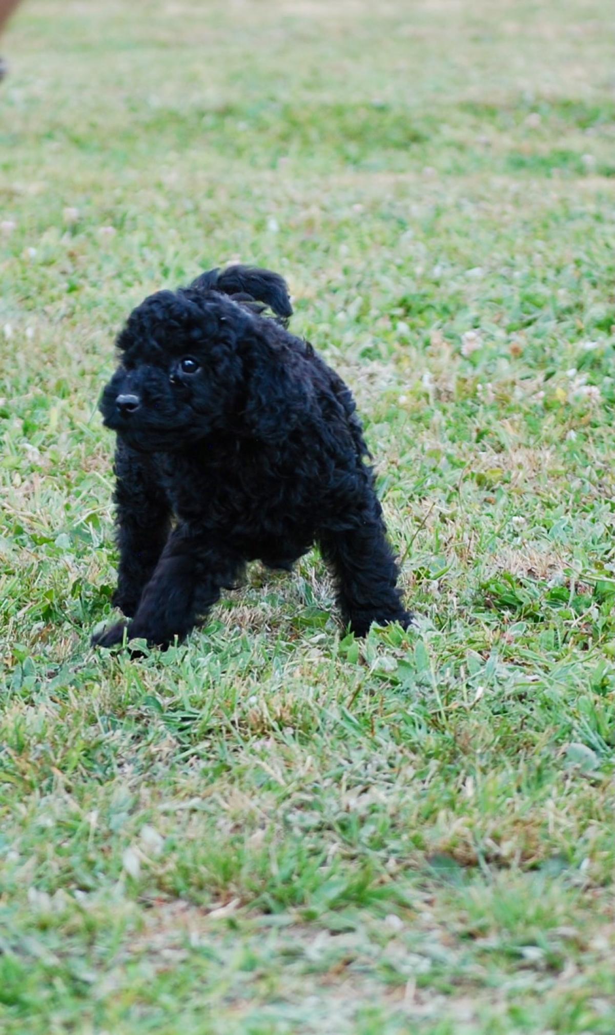 Superbe caniche nain lof noir