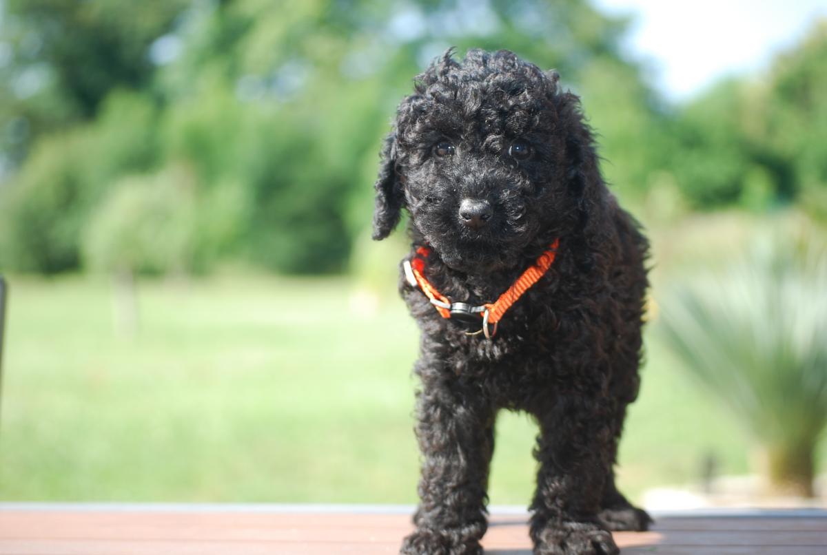 Superbe caniche nain lof noir