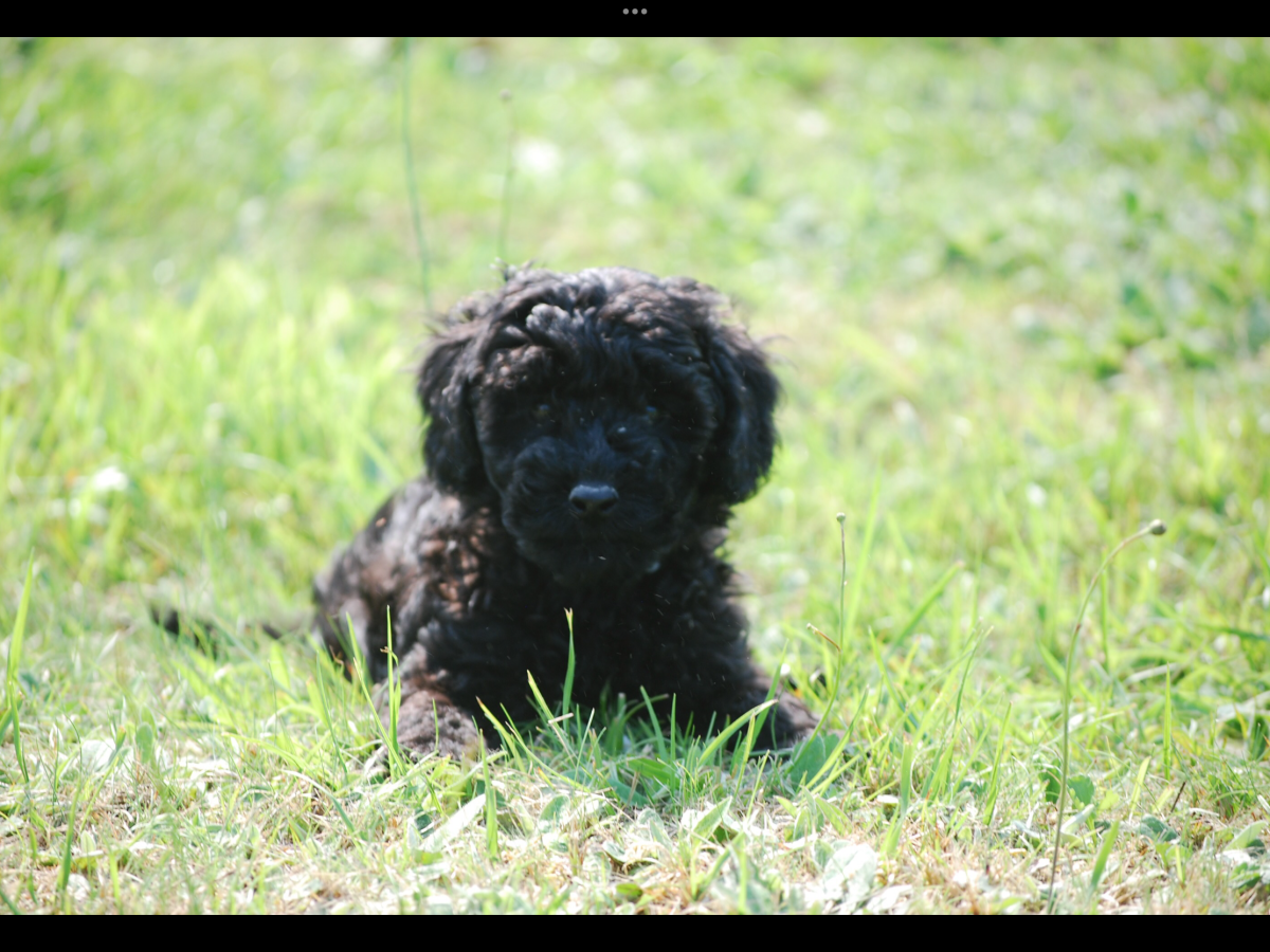 Superbe caniche nain lof noir