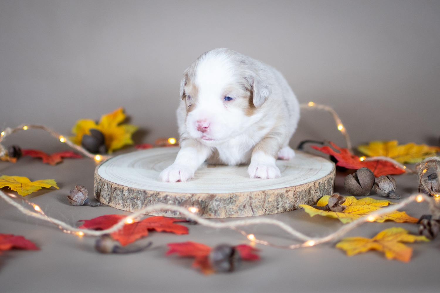 Femelle rouge merle petite ( Mirabelle )