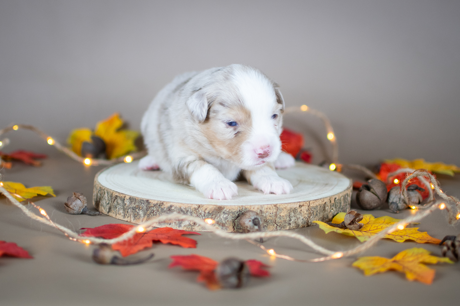 Femelle rouge merle petite ( Mirabelle )