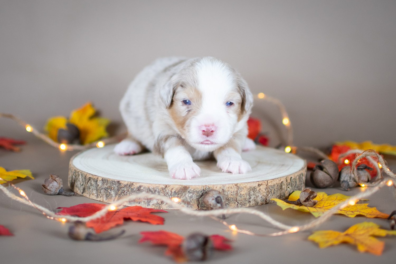 Femelle rouge merle petite ( Mirabelle )