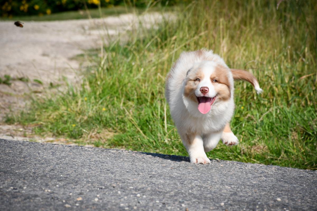 Superbe chiot berger australien LOF
