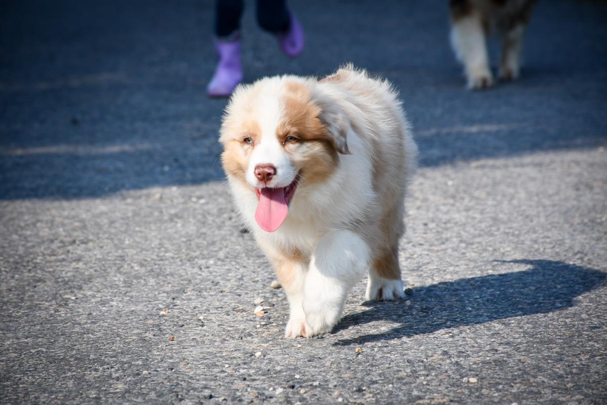 Superbe chiot berger australien LOF
