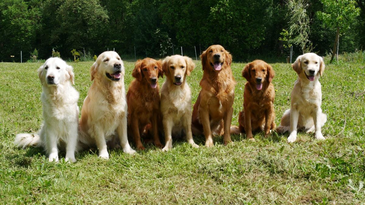 Aikenka du domaine de Lavernose