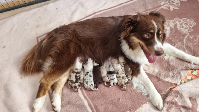 U'LEIA DE LA RECTOURESSE