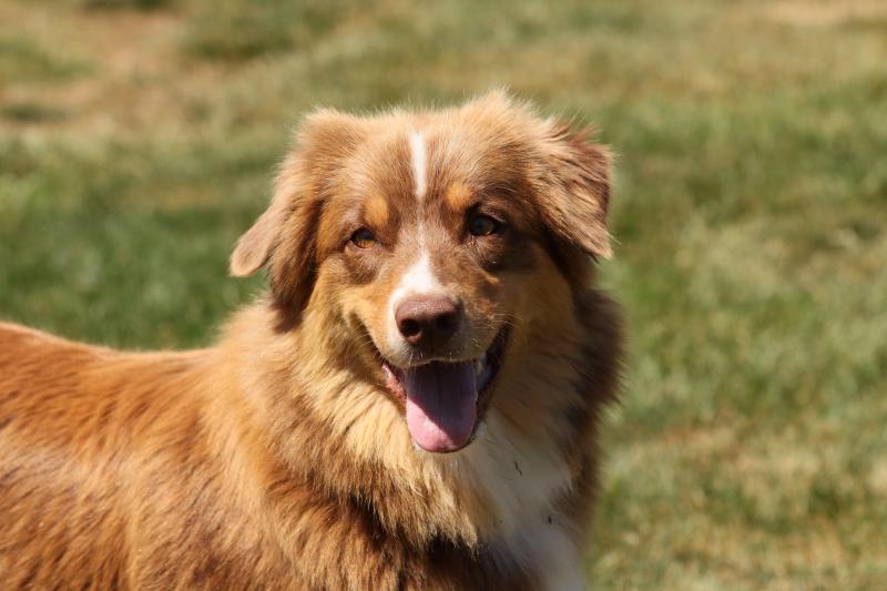 FABIO DE MARA ELEGANCE HOPE