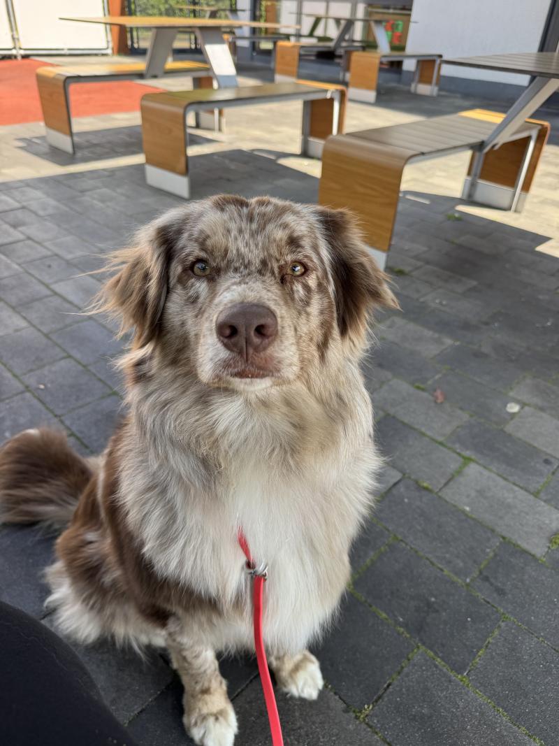 DREAM OF MANOU AND DOUNETTE UN KINDER SURPRISE -JOSIANE