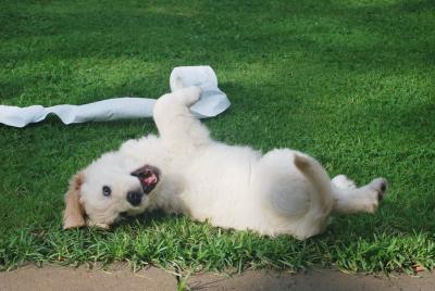 Blog Whoof - un chiot golden retriever joue avec du papier toilette dans le jardin