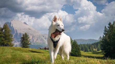 Race de chien