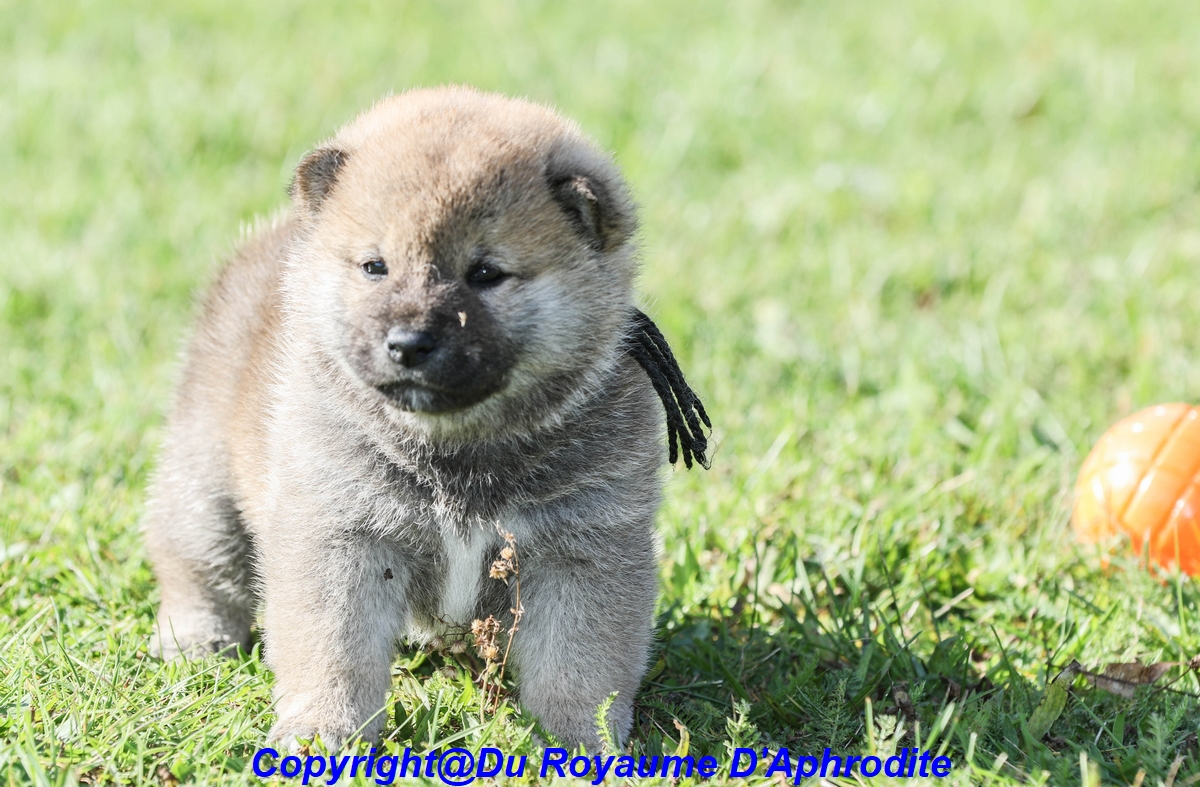 Shiba Inu LOF