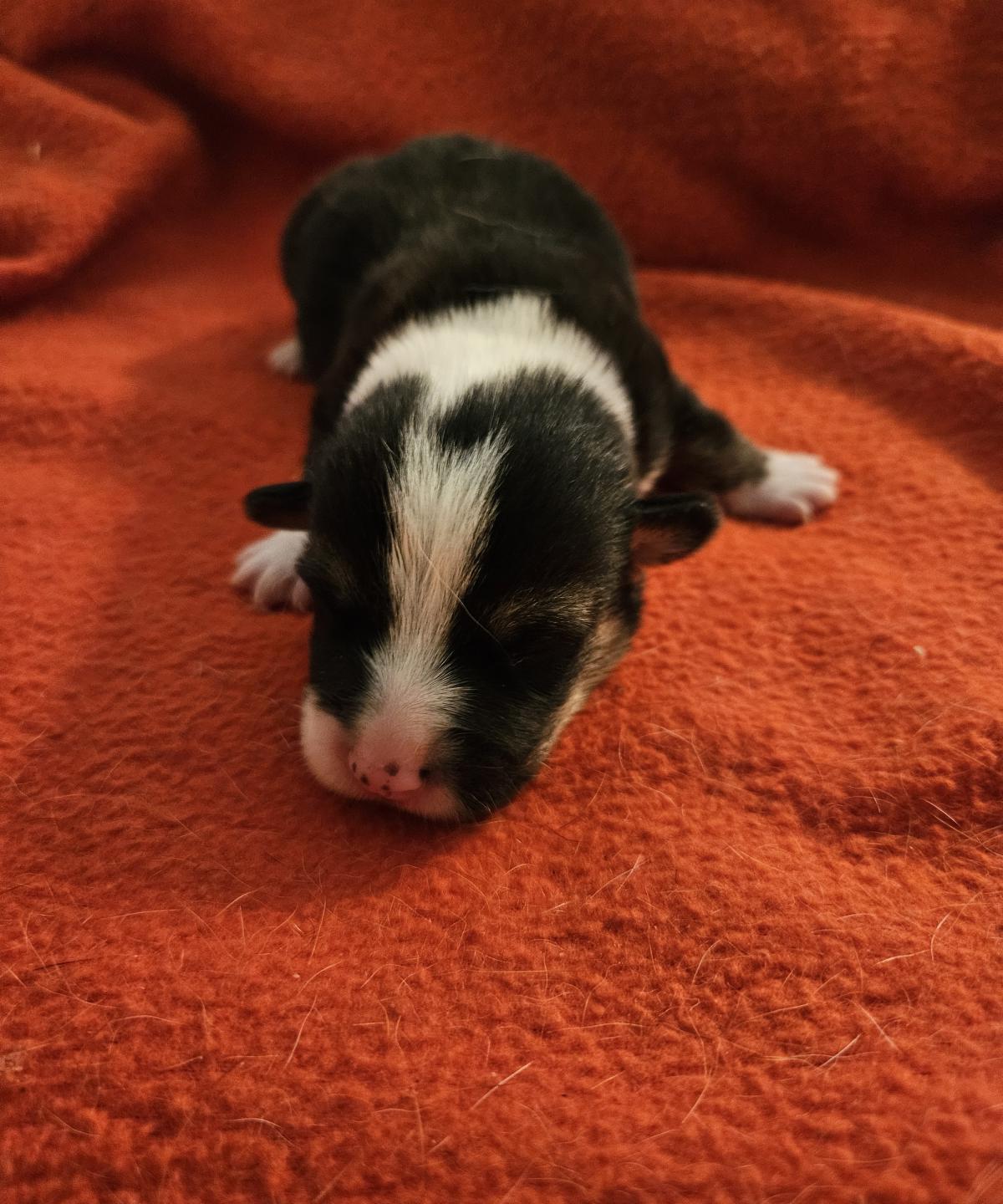 Chiot Welsh Corgi Pembroke