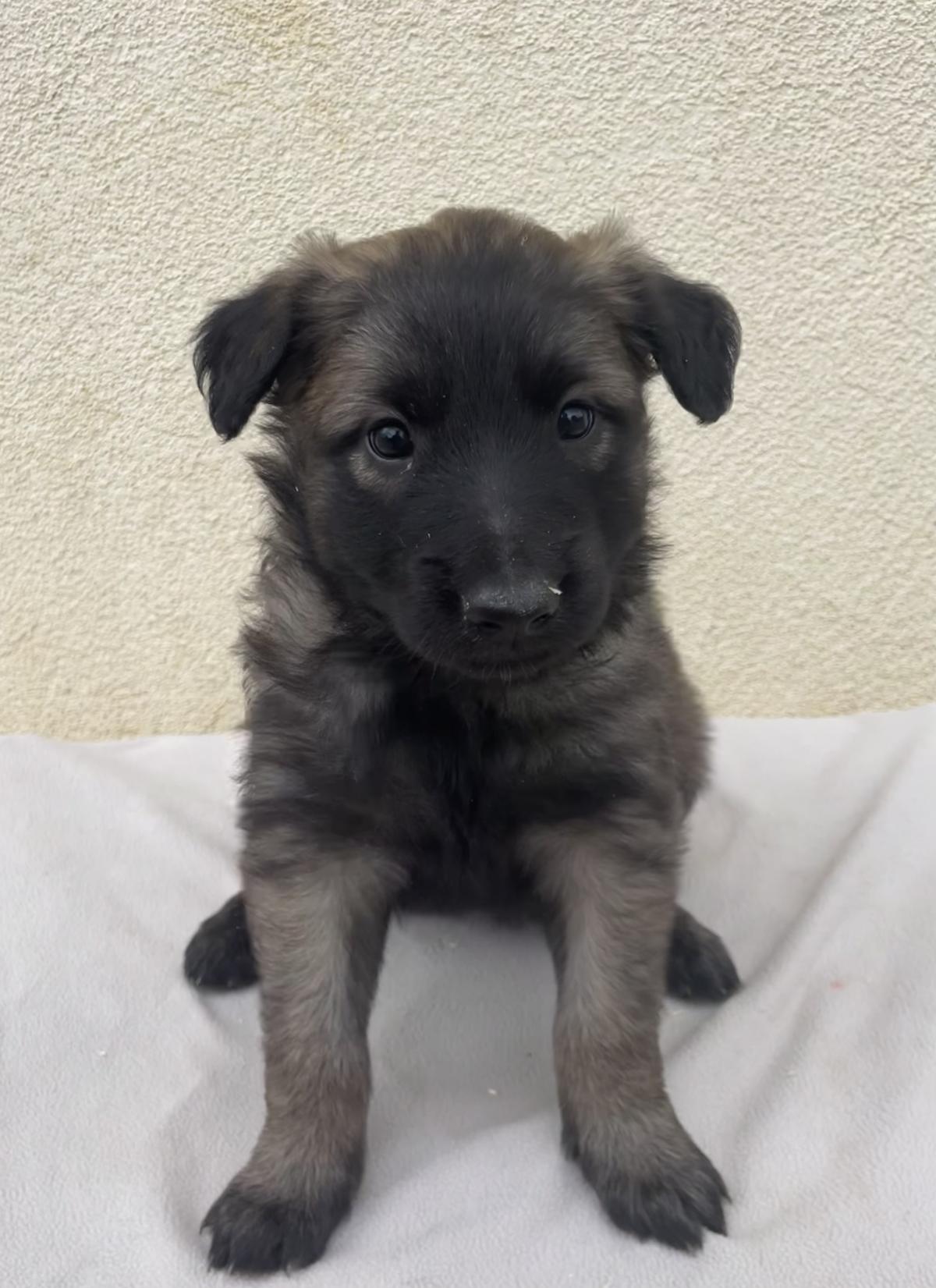 Chiots Berger Belge Tervueren LOF