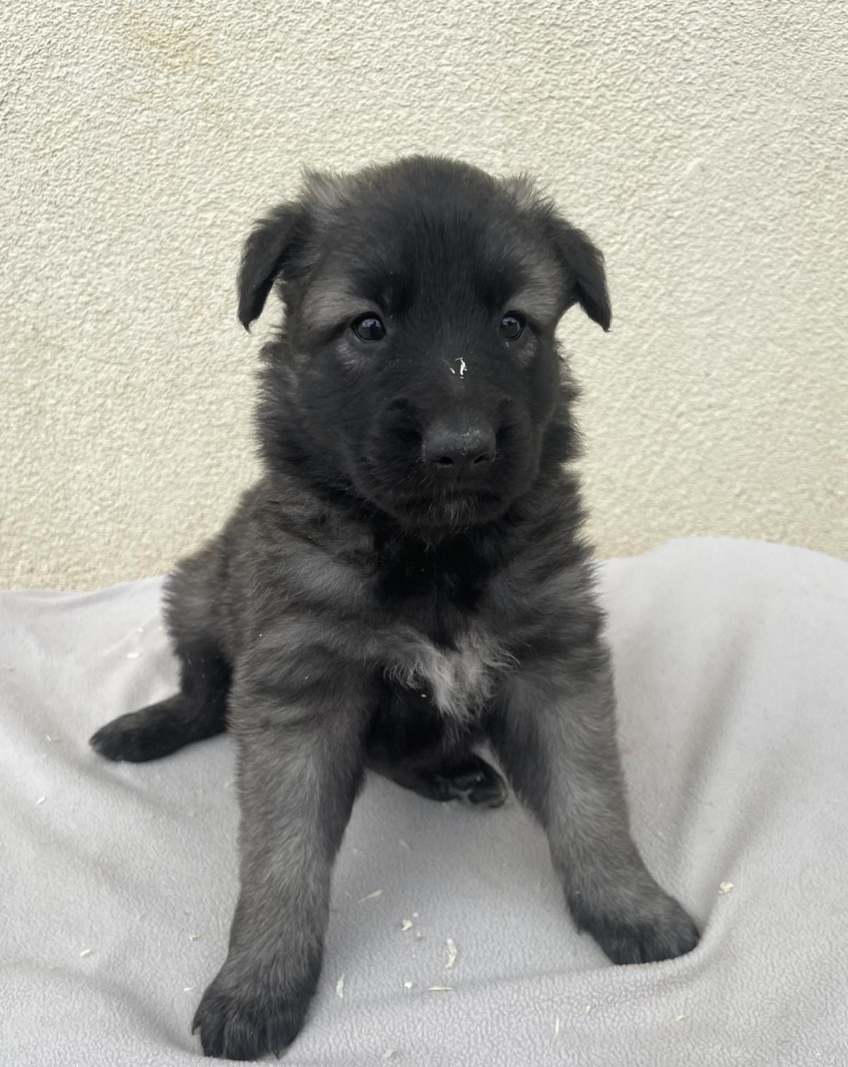 Chiots Berger Belge Tervueren LOF