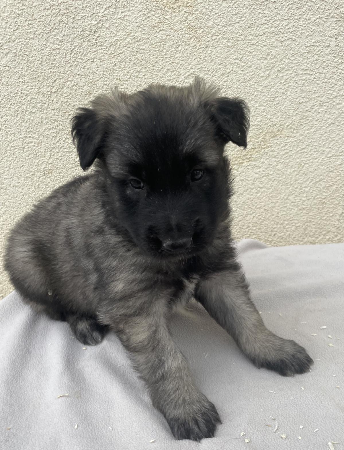 Chiots Berger Belge Tervueren LOF