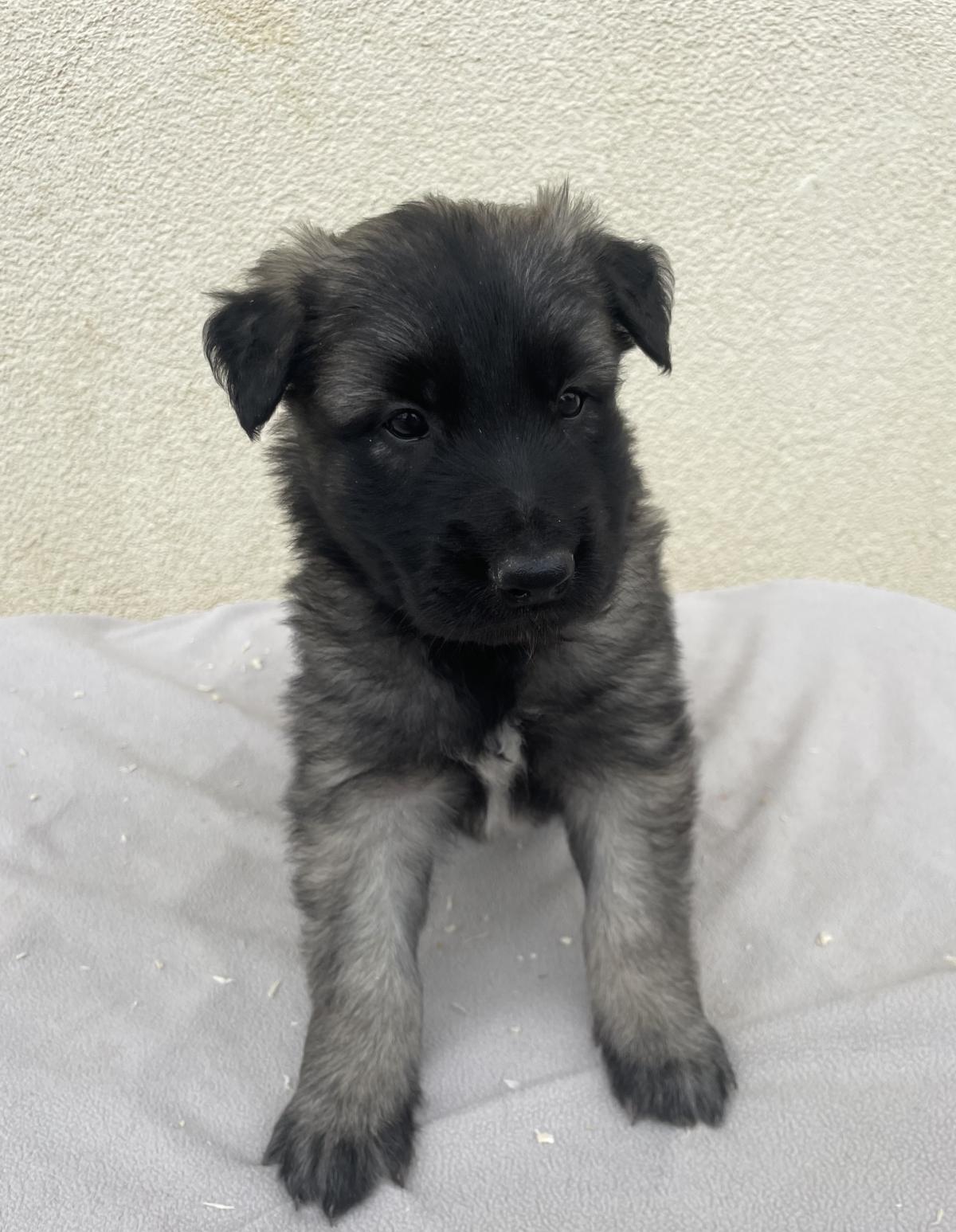 Chiots Berger Belge Tervueren LOF