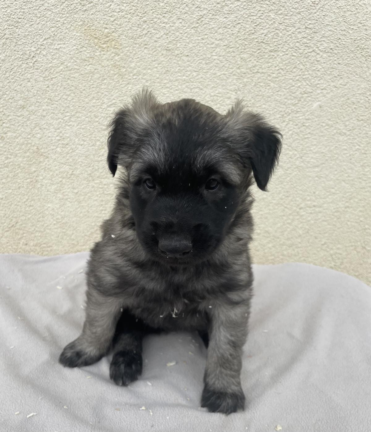 Chiots Berger Belge Tervueren LOF