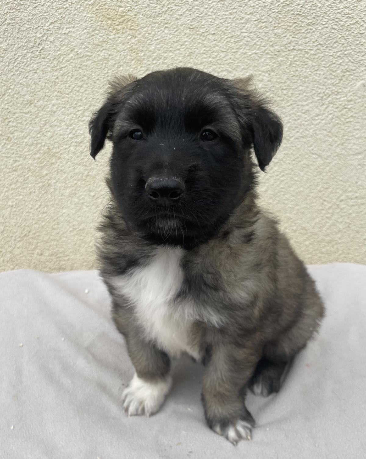 Chiots Berger Belge Tervueren LOF