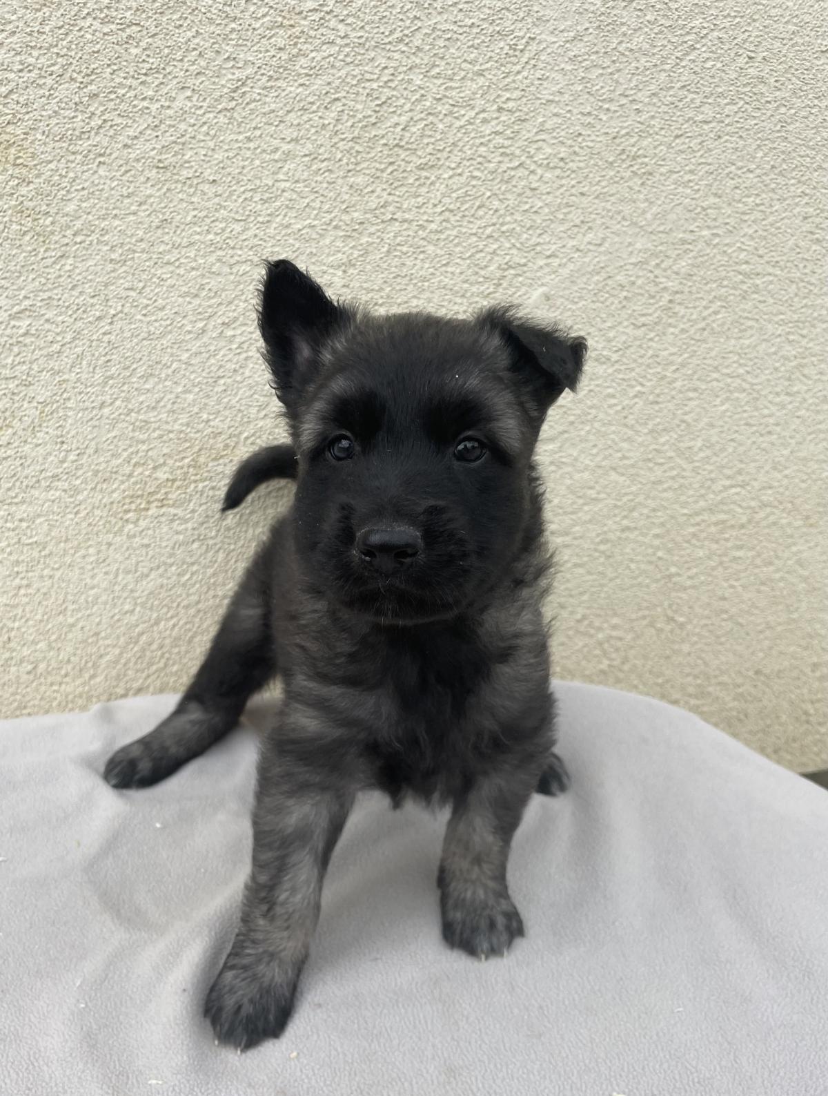 Chiots Berger Belge Tervueren LOF