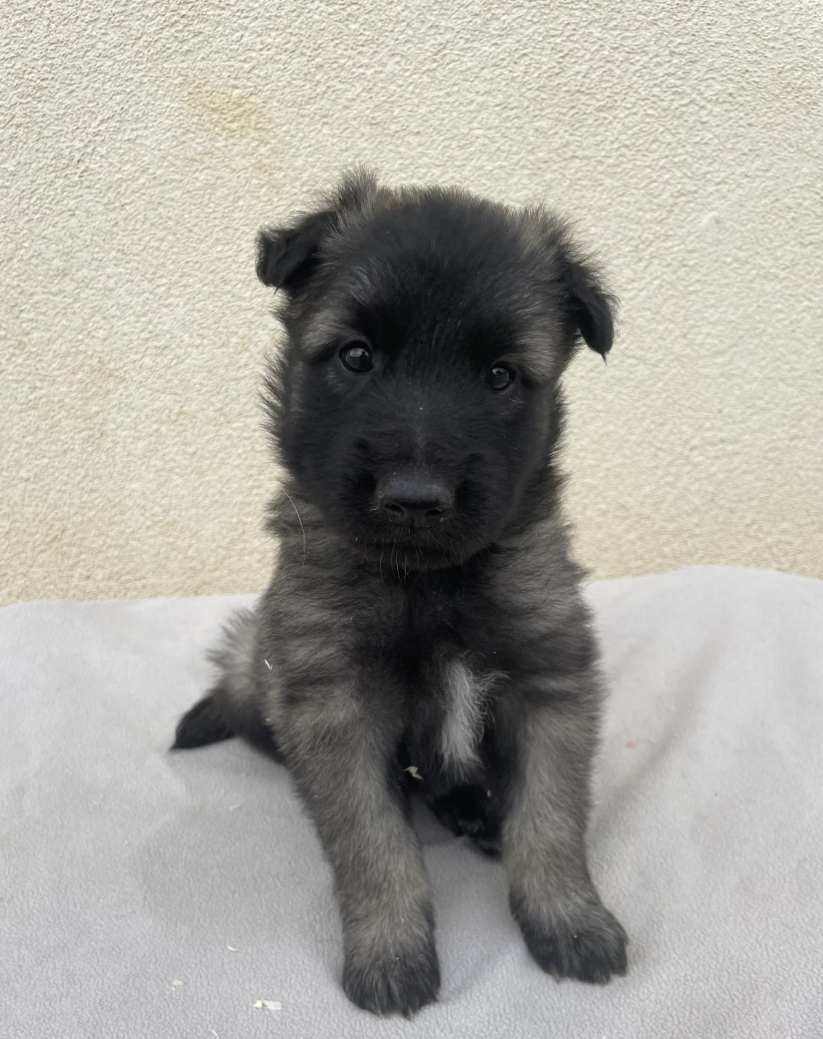 Chiots Berger Belge Tervueren LOF
