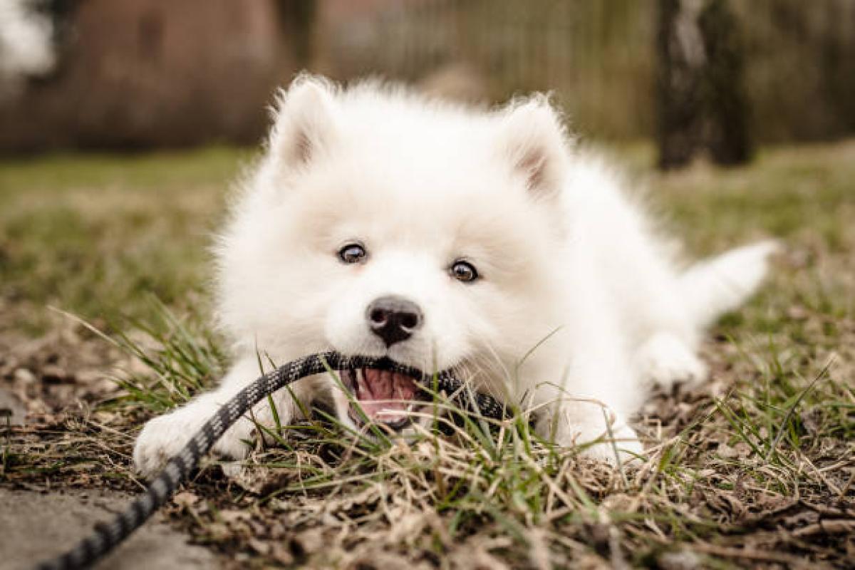 annonce Test Whoof