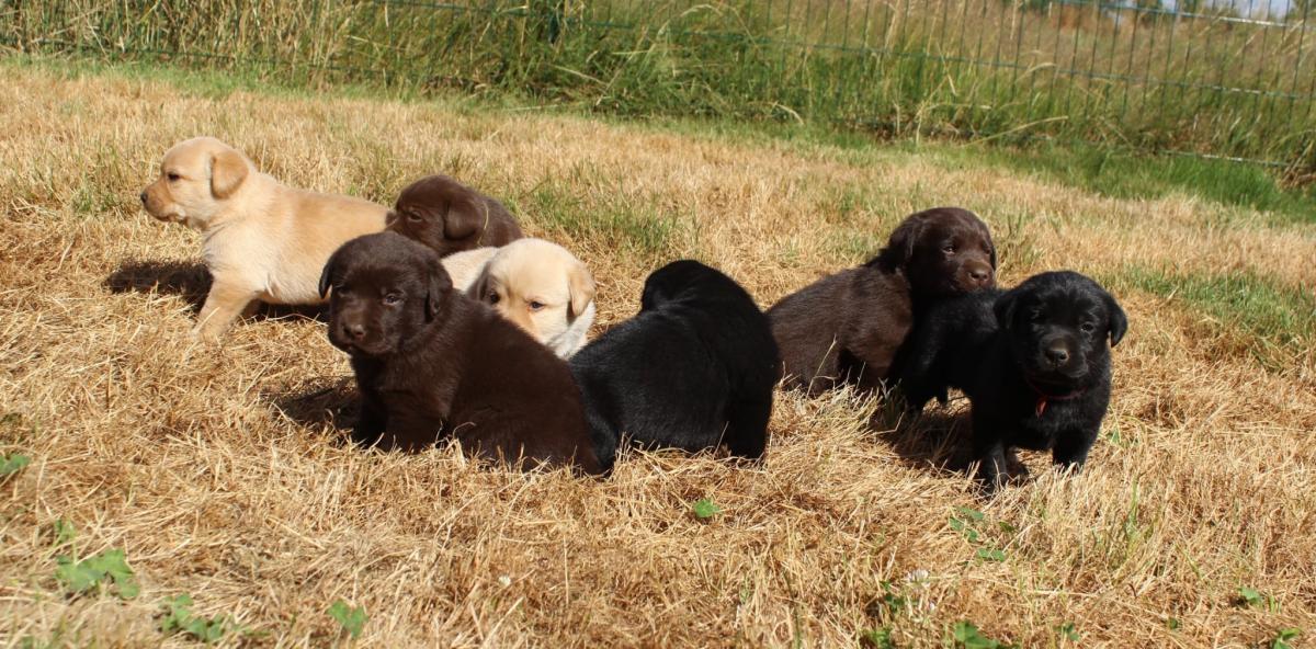 Elevage de l'harmonie du bonheur