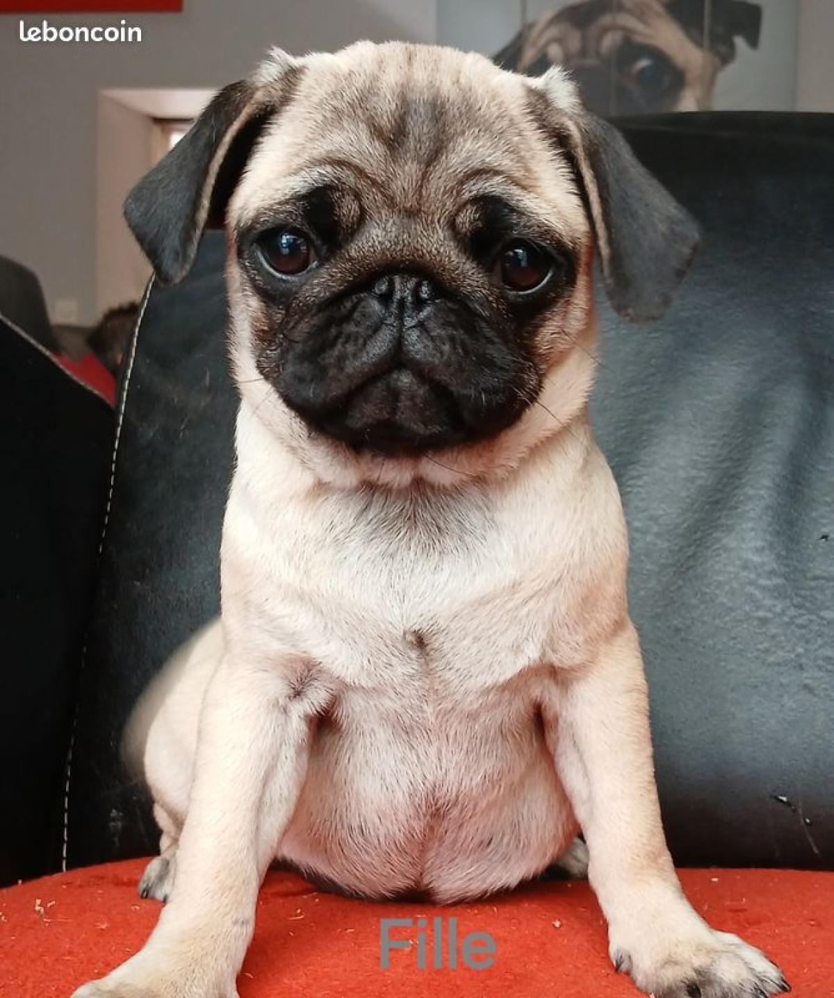 Superbe chiot femelle carlin