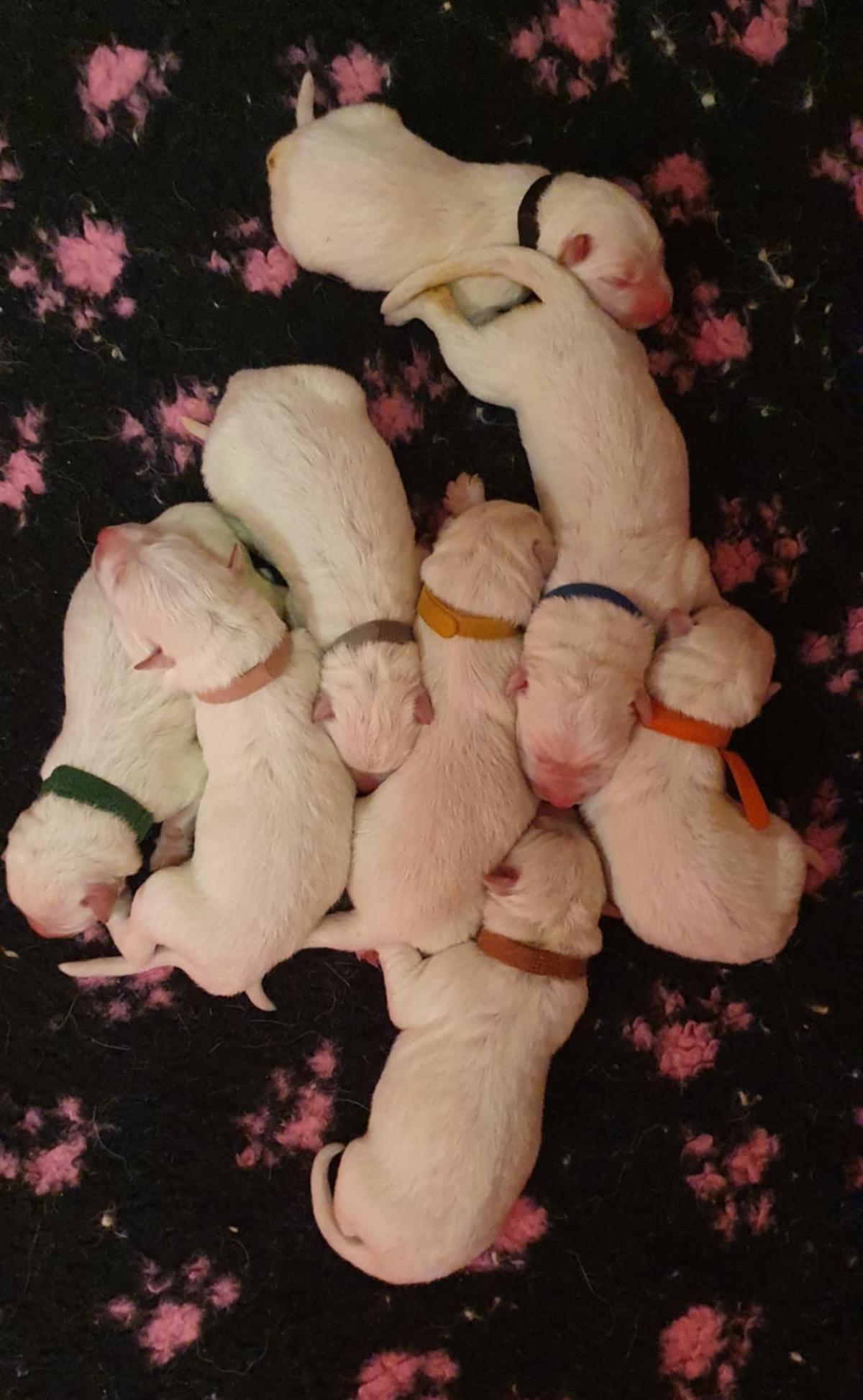 Chiots Berger Blanc Suisse LOF à Réserver