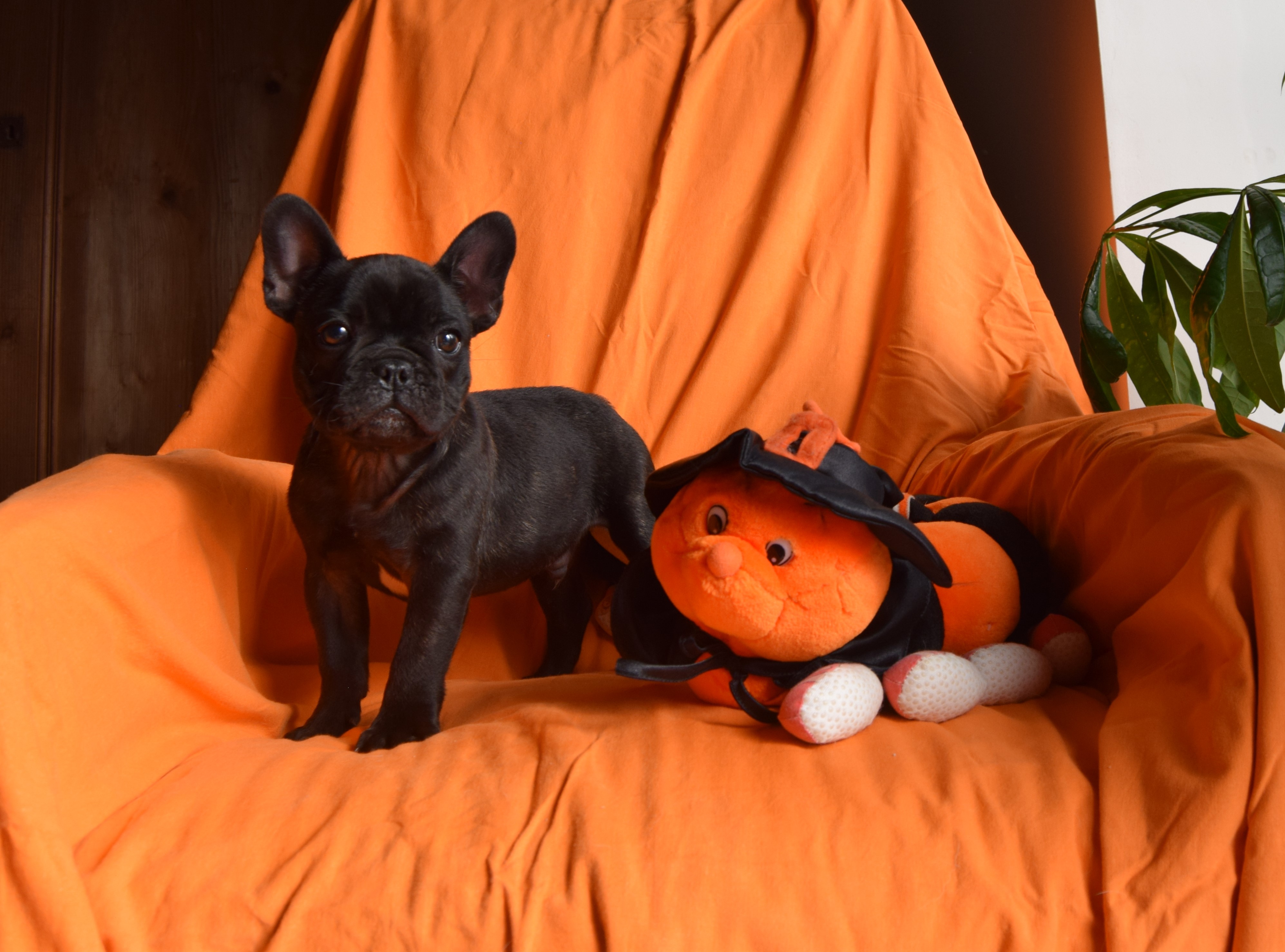 Mâle bringé Bouledogue Français à réserver