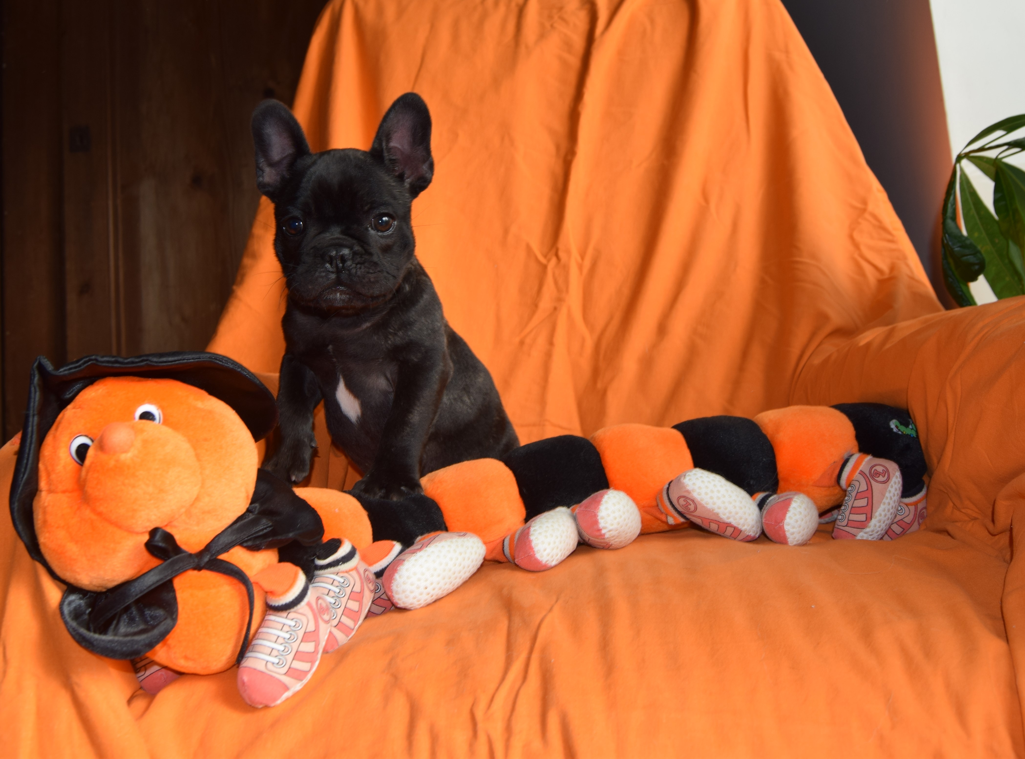 Mâle bringé Bouledogue Français à réserver