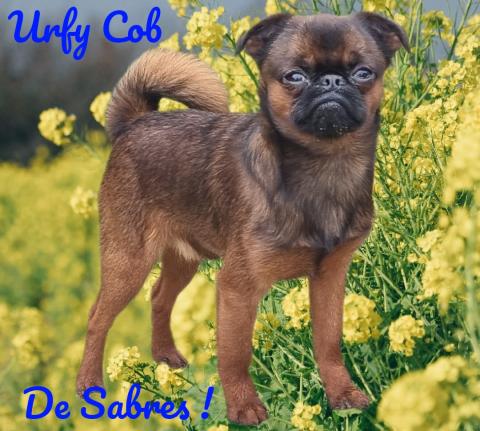 Ch. J. URFY COB DE SABRES