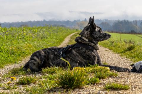 Race de chien