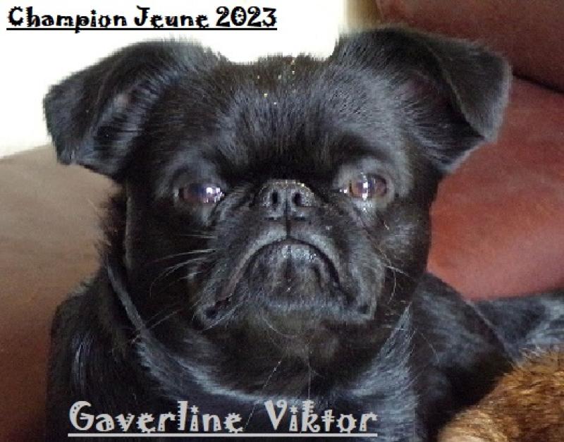 CH. GAVERLINE VIKTOR