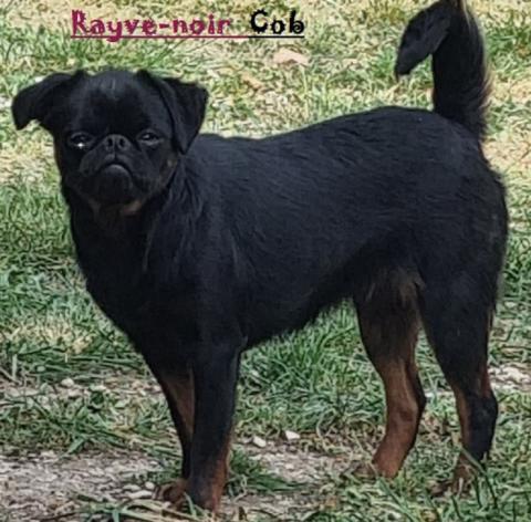 RAYVE-NOIR COB DE SABRES