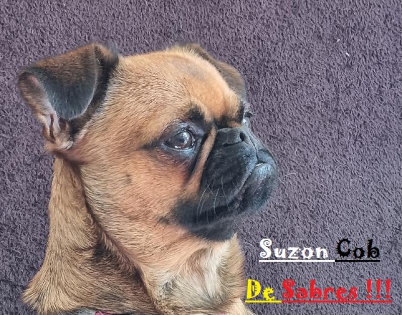 CH. SUZON COB DE SABRES