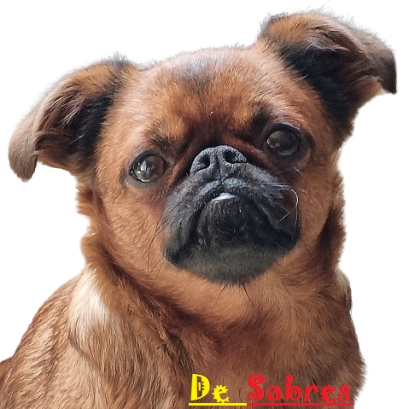 CH. OLGA COB DE SABRES